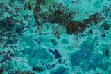 Vibrant Chrysocolla and Shattuckite Slice - Mexico #384308-1